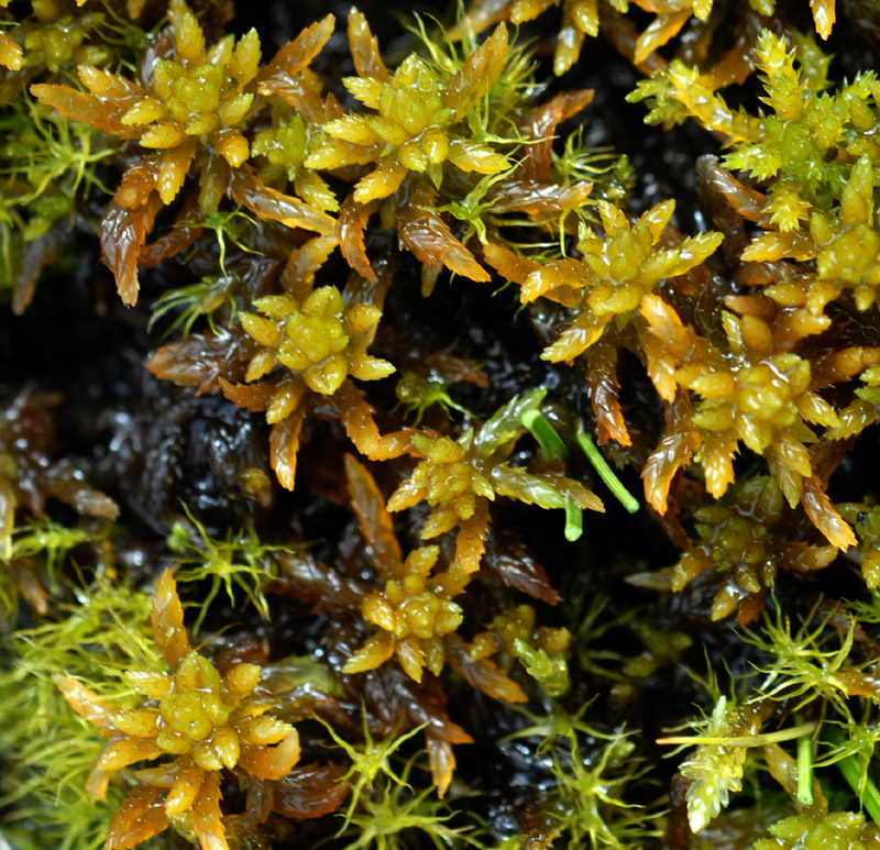 Sphagnum mirum